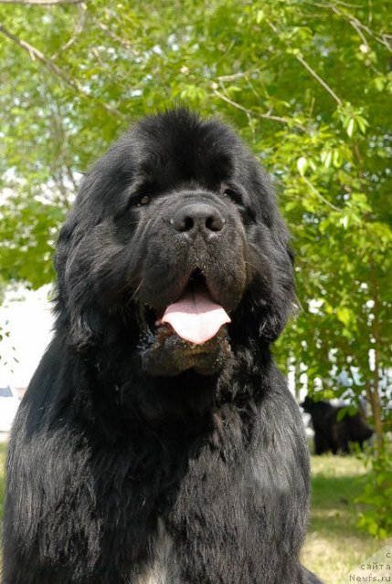 Фото: ньюфаундленд Флагман от Сибирского Медведя (Flagman ot Sibirskogo Medvedja)