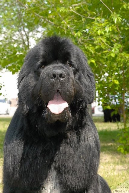 Фото: ньюфаундленд Флагман от Сибирского Медведя (Flagman ot Sibirskogo Medvedja)