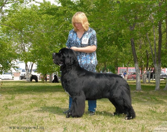 Фото: ньюфаундленд Флагман от Сибирского Медведя (Flagman ot Sibirskogo Medvedja)