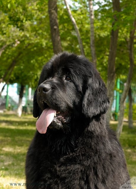 Фото: ньюфаундленд Радость Моя для Сибирского Медведя (Radost Moya Dlya Sibirskogo Medvedya)