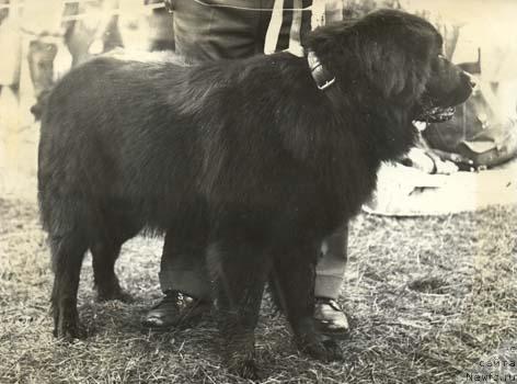 Фото: ньюфаундленд Несси Шелли