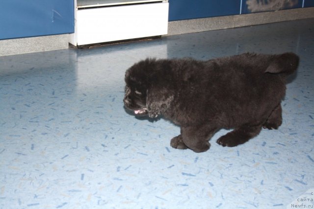 Фотография № 98020