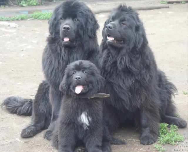 Фотография № 98026