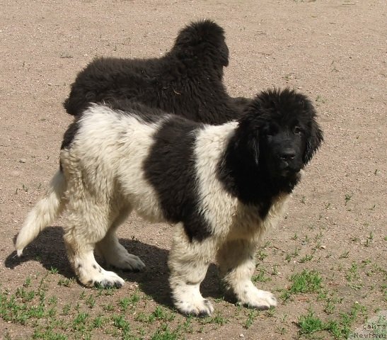 Фото: ньюфаундленд Плюшевая Панда Хаира (Plushevayа Panda Haira)