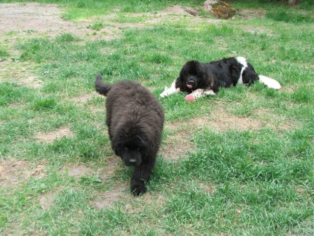 Фото: ньюфаундленд Плюшевая Панда Улыбка Леди Шарм (Plushevaya Panda Ulybka Ledi Scharm)