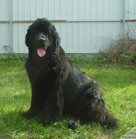 Фото: ньюфаундленд Плюшевая Панда Рейчел