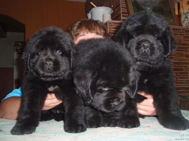 Фото: ньюфаундленд Ньюфорт Услада, ньюфаундленд Ньюфорт Уитни Традиция Легенды, ньюфаундленд Ньюфорт Улыбка Фортуны