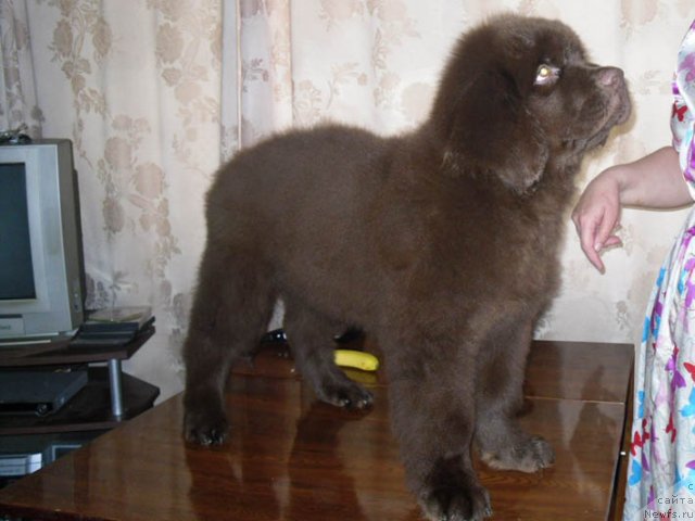 Фотография № 98036