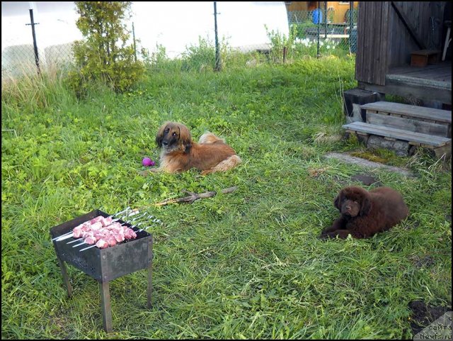 Фотография № 98041