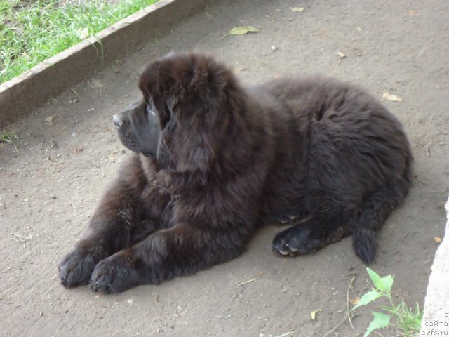 Фото: ньюфаундленд Virma Queen of Night Super Mishka