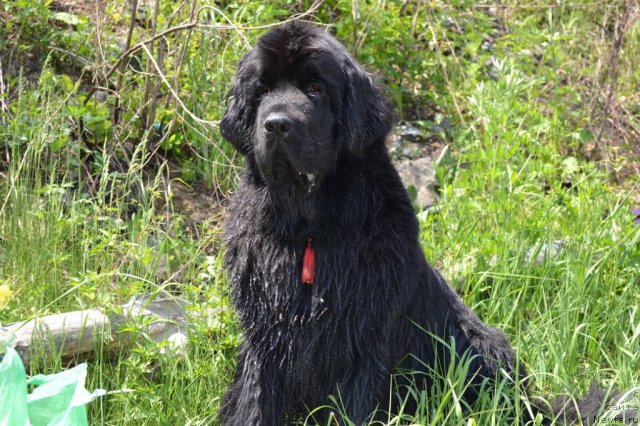 Фото: ньюфаундленд I'm Little Princess Midnight Bear