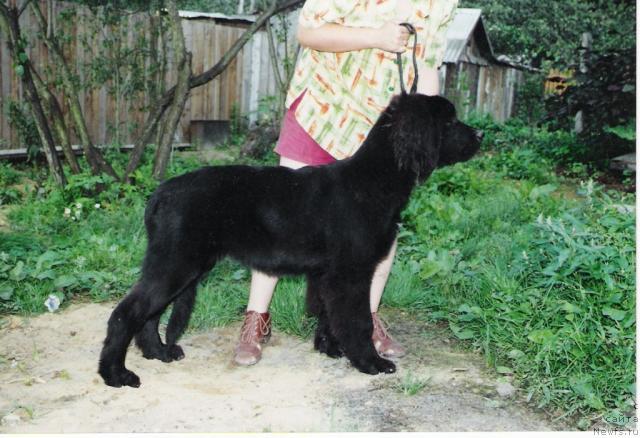 Фотография № 9807