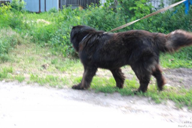 Фотография № 98071