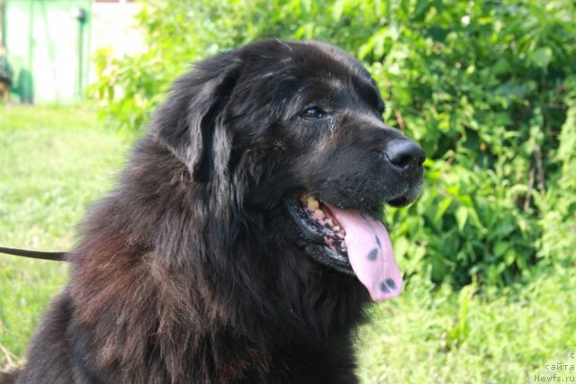 Фотография № 98076