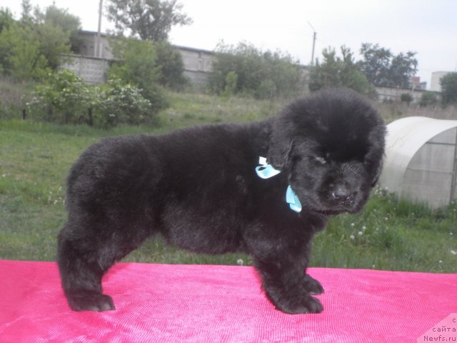 Фото: ньюфаундленд Би Перфект Аладар Хранитель Рода