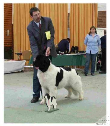 Фото: ньюфаундленд Topmast's Grace And Glory