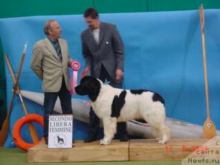 Фото: ньюфаундленд Topmast's Grace And Glory