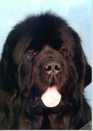 Фото: ньюфаундленд Freedom Parming von Schonbuhl