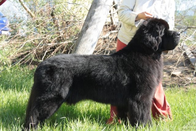 Фото: ньюфаундленд Бегущая по Волнам Зеро Коол