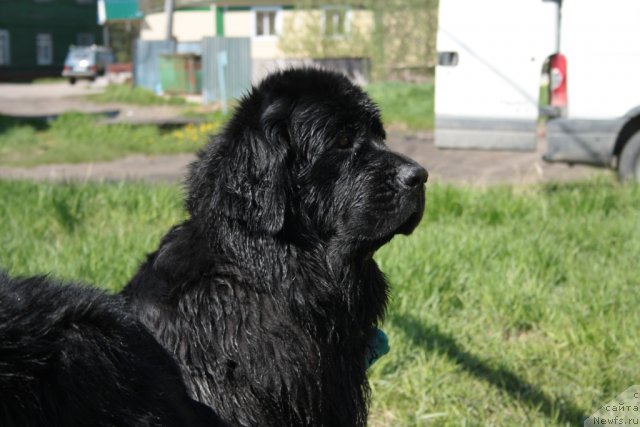 Фото: ньюфаундленд Глория Гранд Блек