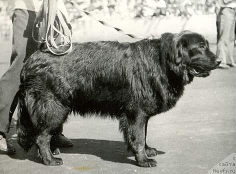 Фото: ньюфаундленд Ньюффи Шелли