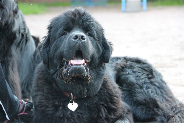 Фотография № 98108