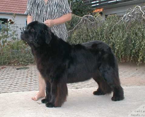 Фото: ньюфаундленд Quadrigas Panda vom Riesrand