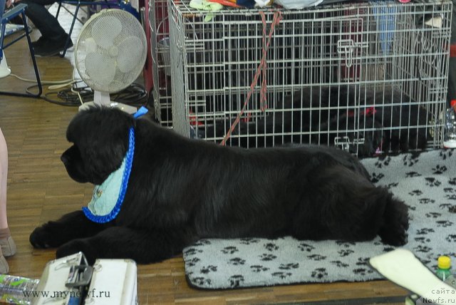 Фото: ньюфаундленд Жолли Вандерфулл из Медвежьего Яра (Zholli Wonderfull iz Medvejyego Yara)