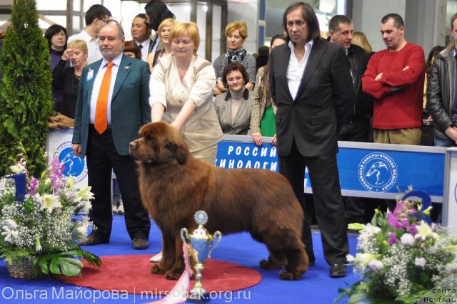 Фото: ньюфаундленд Акватория Келвин Редс Бегин энд Вин (Aquatoriya Kelvin Reds Begin and Win)