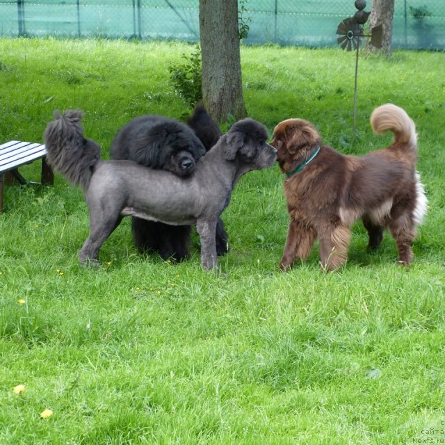 Фото: Bear's Cove Into The Blue, Xena vom Heidberg-Jade, Rubens - Bär vom Gelderland