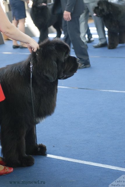 Фотография № 98174