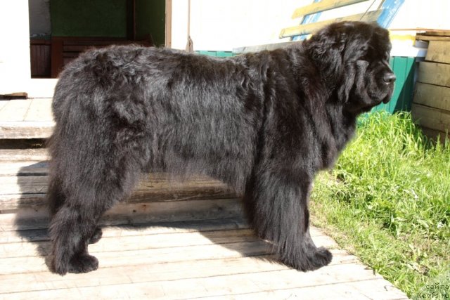 Фото: ньюфаундленд Fortuna of Giant's Island