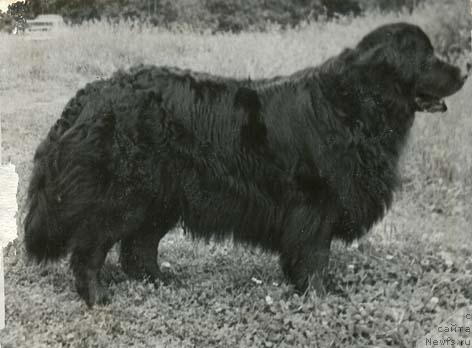 Фото: ньюфаундленд Глафи Регина