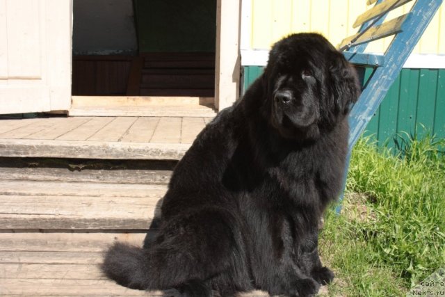 Фото: ньюфаундленд Fortuna of Giant's Island