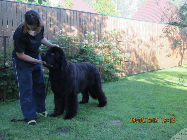 Фото: ньюфаундленд Very Fairweathers X'Got The Rhythm