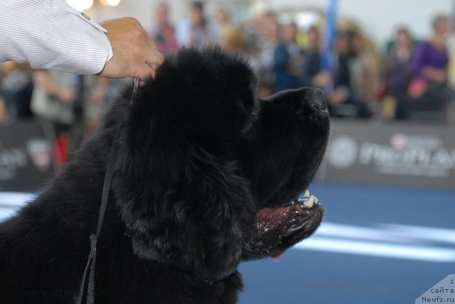 Фотография № 98268