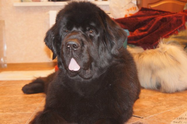 Фото: ньюфаундленд Skippers Only You for Smigar