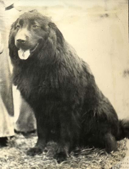 Фото: ньюфаундленд Кент