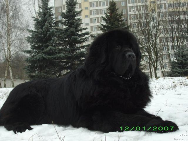 Фото: ньюфаундленд Bellami from Giant's Island