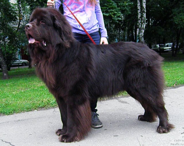 Фото: ньюфаундленд Рич-Н-Бьютифул