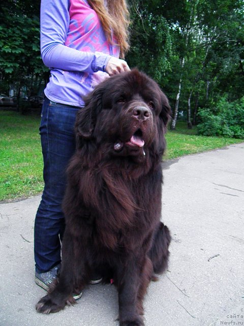 Фото: ньюфаундленд Рич-Н-Бьютифул