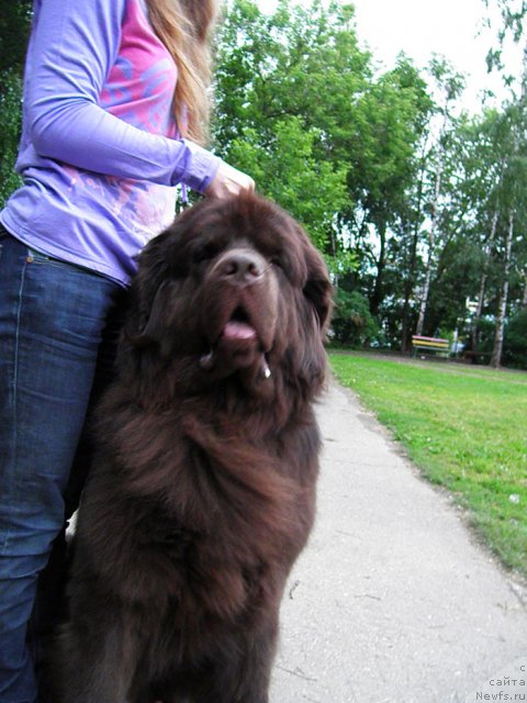 Фото: ньюфаундленд Рич-Н-Бьютифул