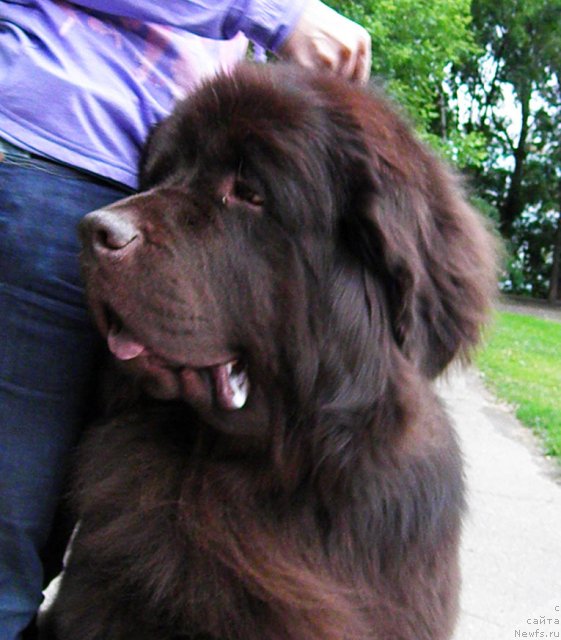 Фото: ньюфаундленд Рич-Н-Бьютифул