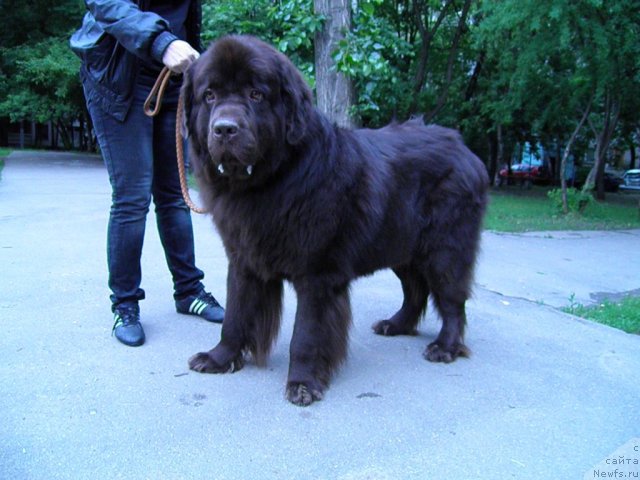 Фото: ньюфаундленд Рич-Н-Бьютифул