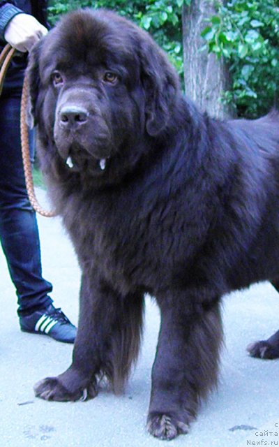 Фото: ньюфаундленд Рич-Н-Бьютифул