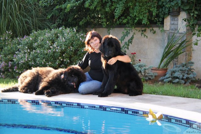 Фото: ньюфаундленд Дар Свезы Бона Фидес (Dar Svezy Bona Fides), Инна Самойлова, Акватория Кельвин Ультрамодерн - Бора