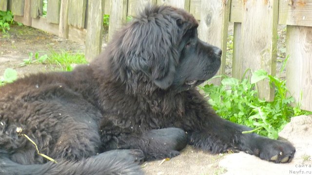 Фото: ньюфаундленд Фанньюф Тинкербель Сказочная Принцесса