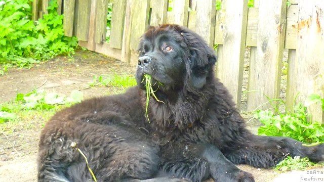 Фото: ньюфаундленд Фанньюф Тинкербель Сказочная Принцесса