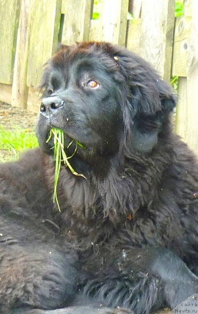 Фото: ньюфаундленд Фанньюф Тинкербель Сказочная Принцесса