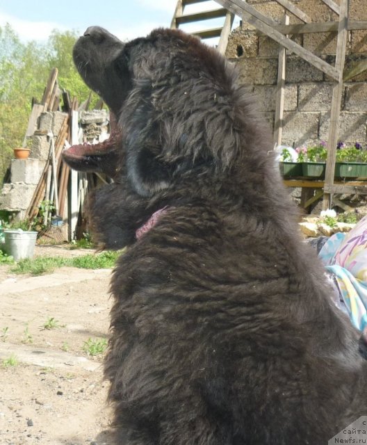 Фото: ньюфаундленд Фанньюф Тинкербель Сказочная Принцесса